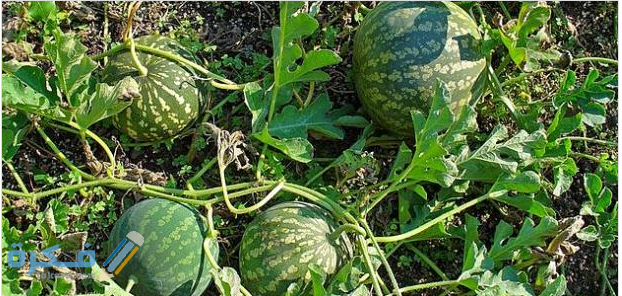 الحنظل نبات حلو الطعم كرية الرائحة