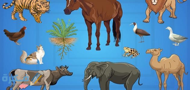 كيف تؤثر الكائنات الحية على حياتنا 1