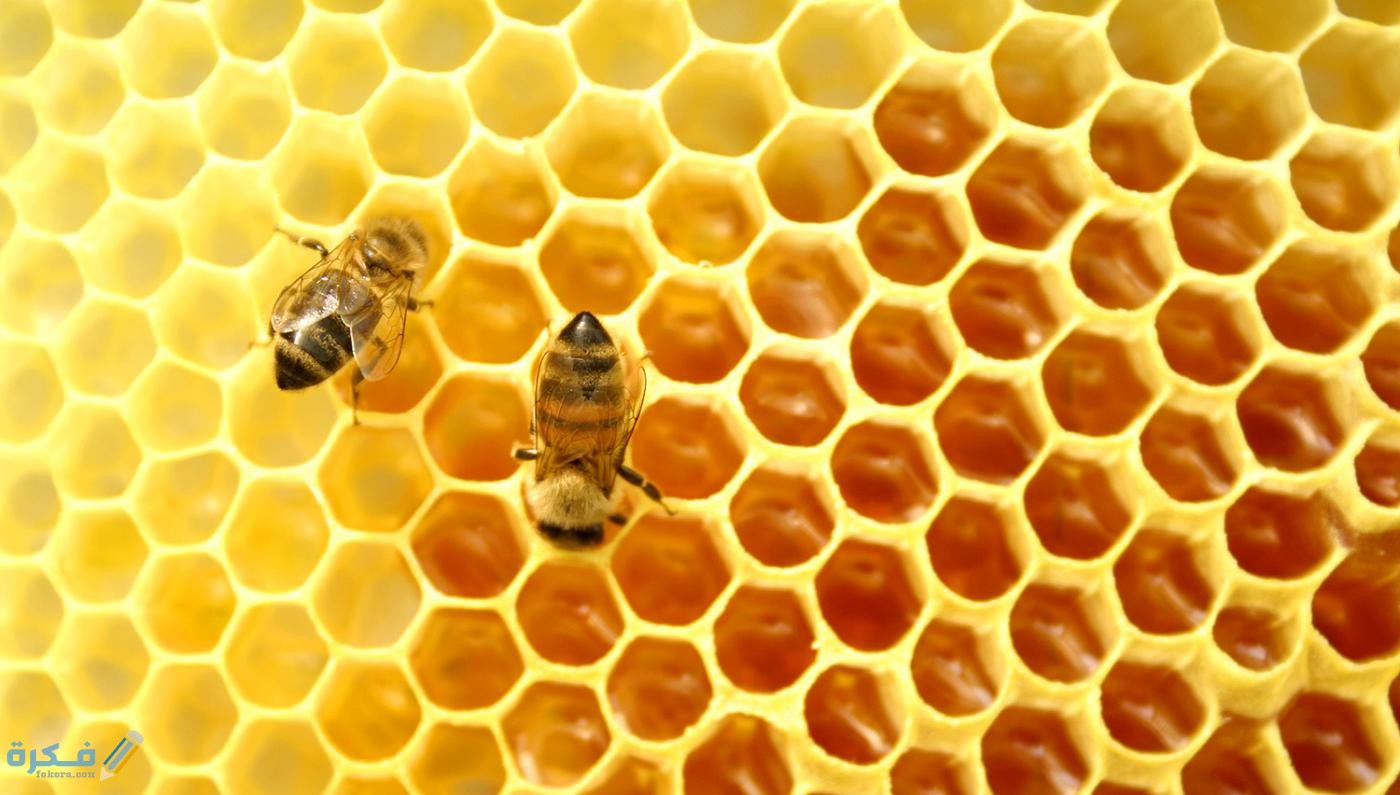 عش النحل من الشمع