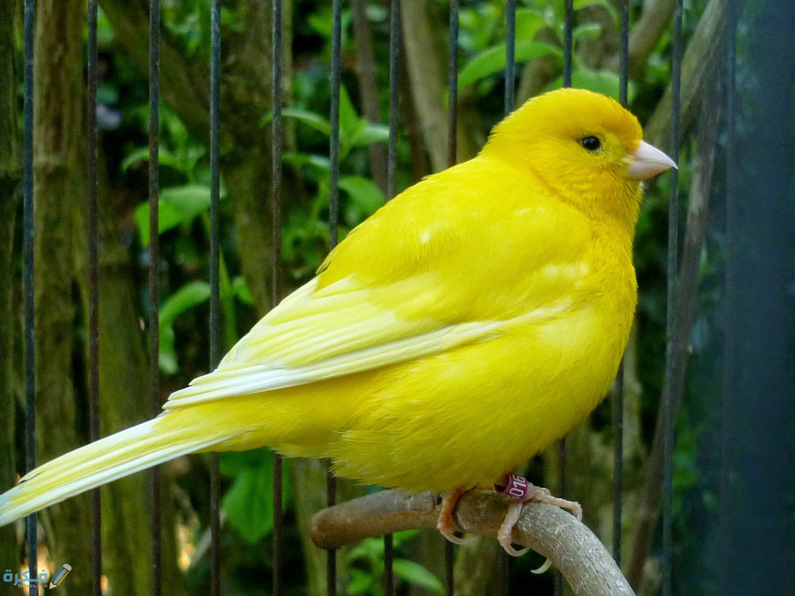 شرح خطوات تربية عصافير الكناري في المنزل 4 3935 11