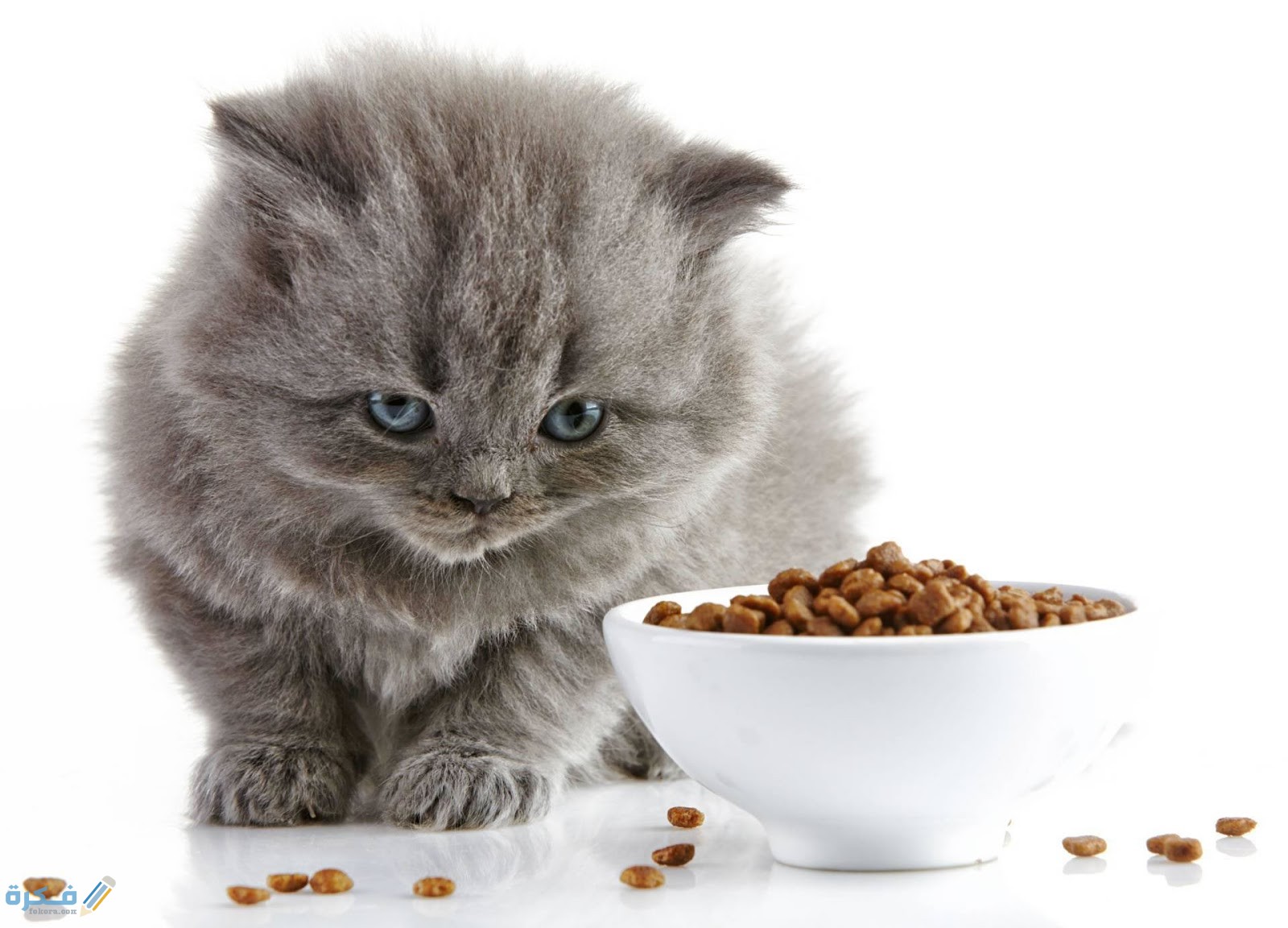 5 نصائح لاختيار دراي فود القطط الصغيرة