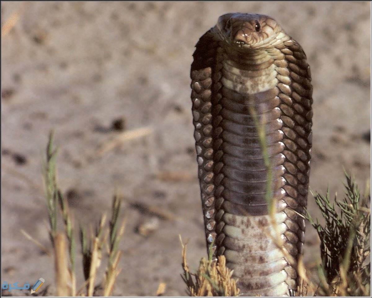 ما هي أنواع الافاعي الغير سامه في الدول العربية واسمائها 2 Po Wp Kal 10 Cobra Naja Haje Annulifera