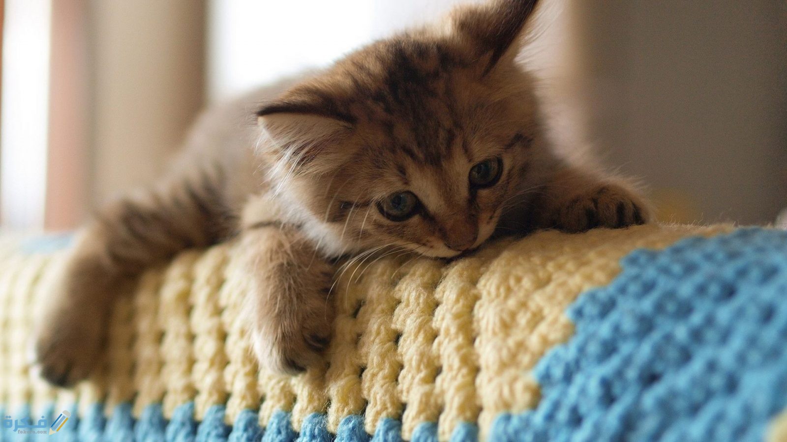 baby animals beautiful cat cute adorable sweet animal jungle graphics 1920x1080 1