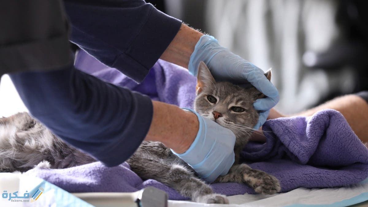 f9a28b81 6dc2 4b65 a94c