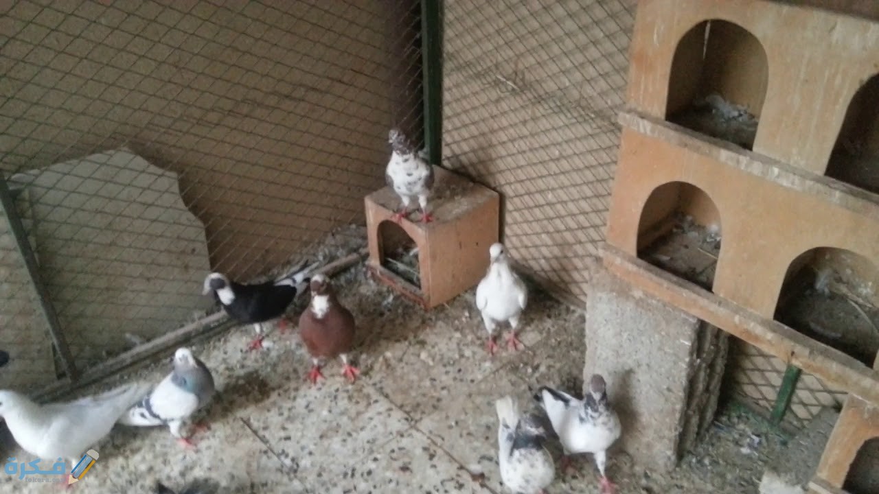 شرح خطوات تربية الحمام البلدي في المنزل مع أسرار التربية الصحيحة 5 maxresdefault 3 3