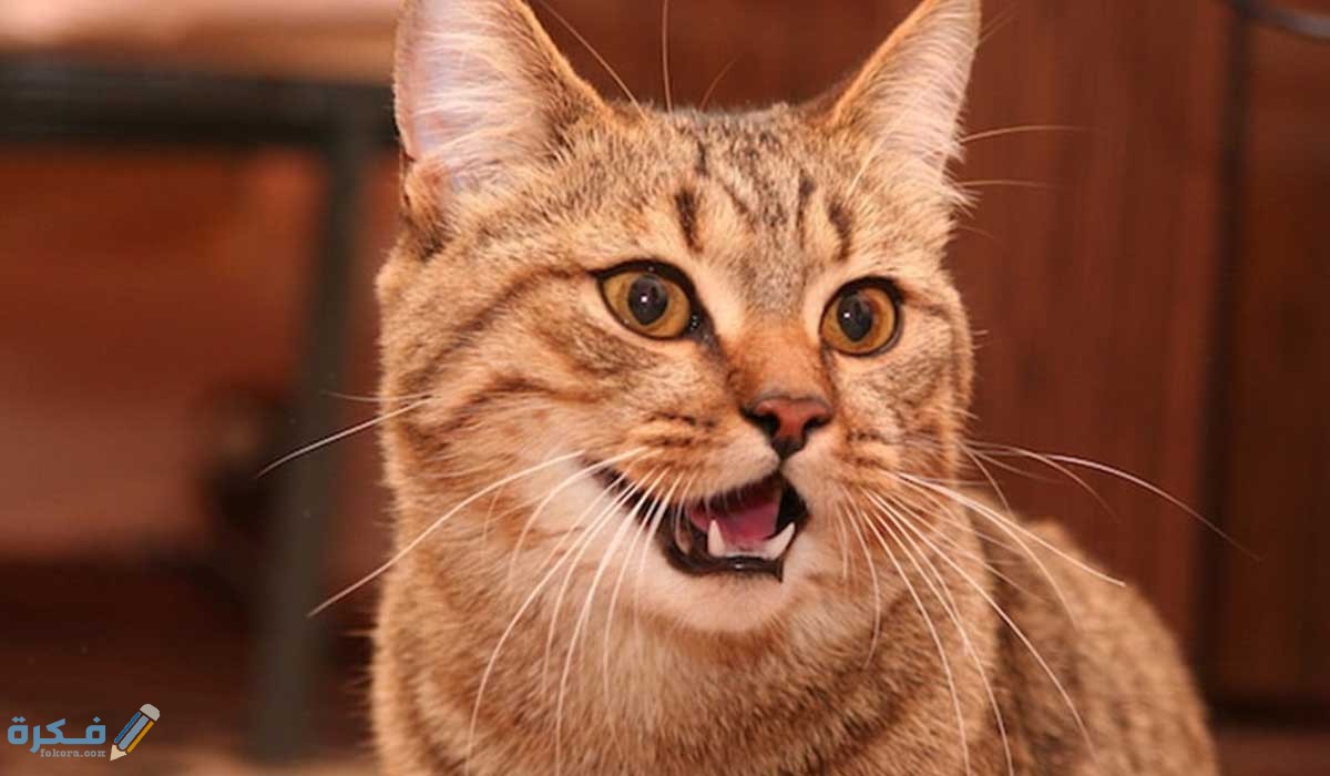 كم عدد أسنان القط البالغ ؟ 2 التخلص من رائحة الفم الكريهة في القطط