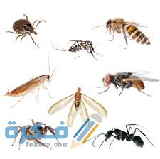 طرق مكافحه الحشرات المنزليه