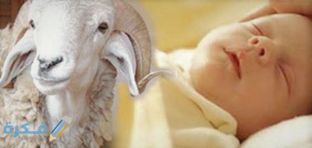 ما حكم ذبح العقيقة قبل اليوم السابع 1 حكم العقيقة