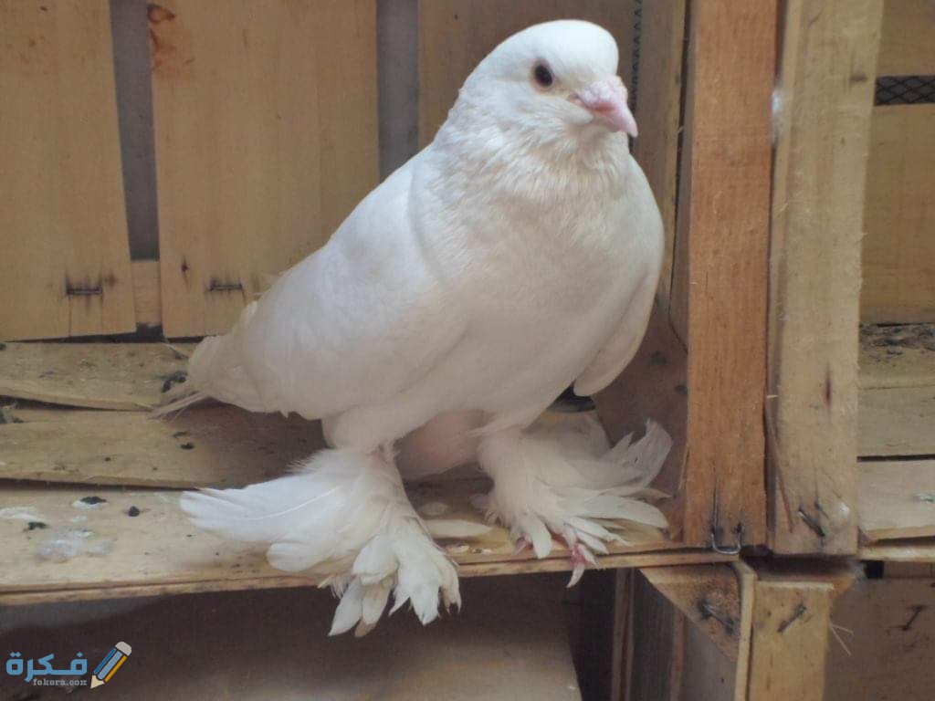 شقلباظ ابيض