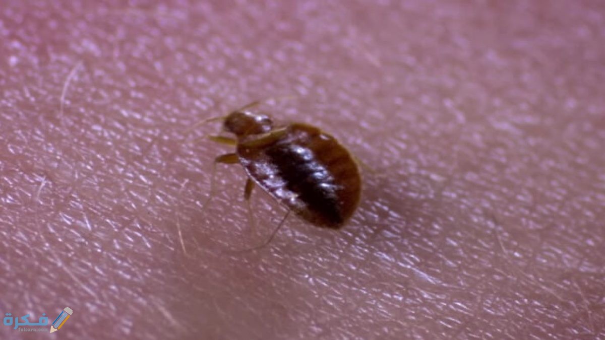 كيفية التخلص من حشرة بق الفراش 1200x675 1