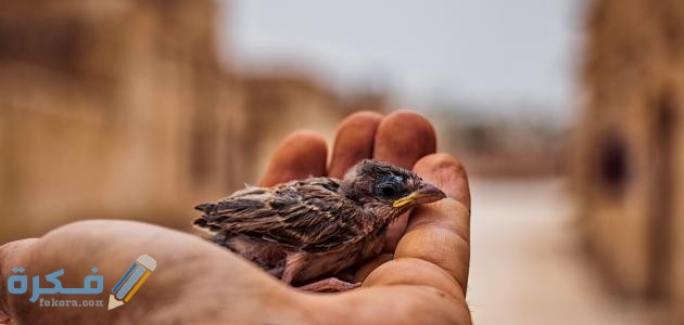 مفهوم الرحمة في الإسلام