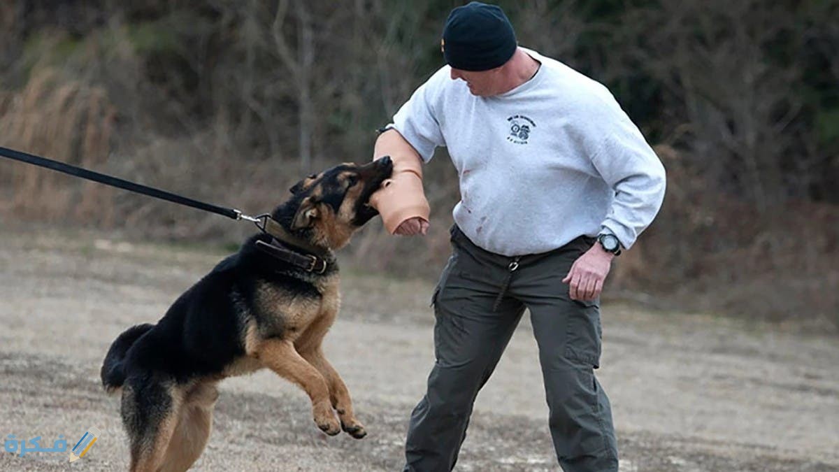 نصائح اساسيىة عند تدريب الكلاب