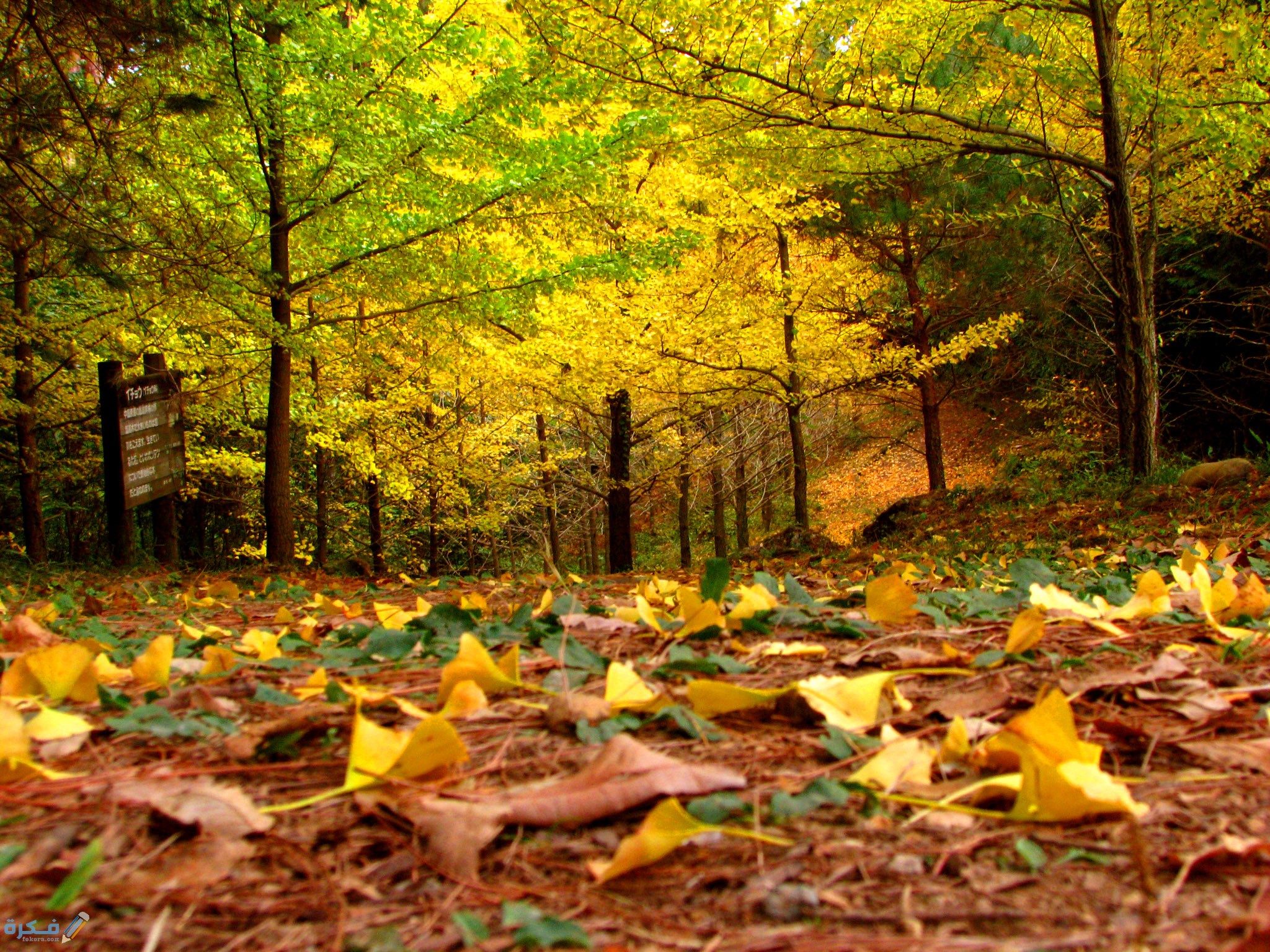 مكونات اوراق الشجر الاساسية