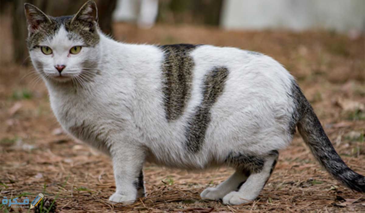 كم مدة حمل القطط وإعراض ولادتها بالتفصيل 2 اعراض الحمل عند القطط