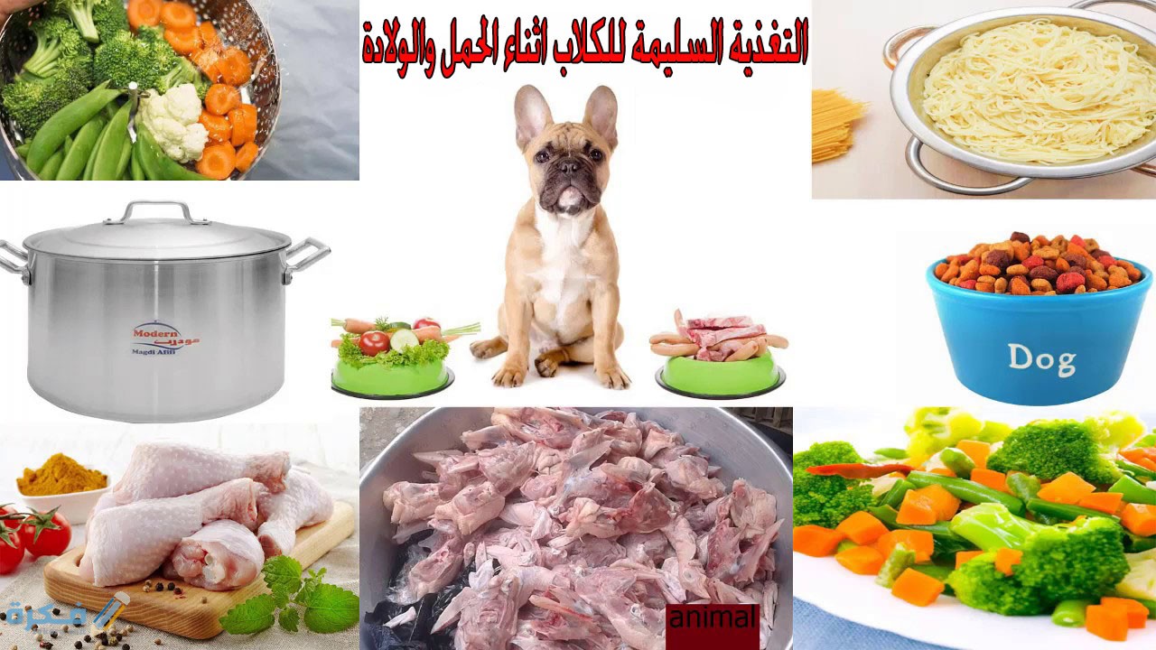 التغذية اثناء الحمل