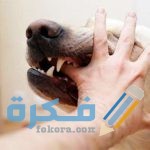 ما هو مصل الكلب واين يوجد