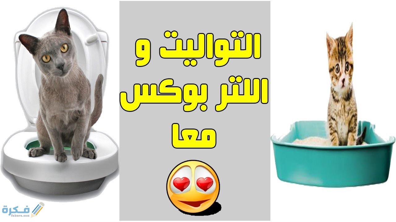 مراحل تدريب القط على الحمام