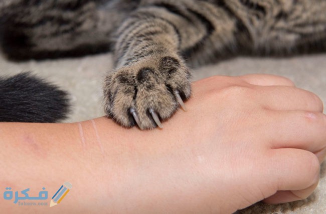 42011 catScratch YKL 092920 770x553 1 650x428 1