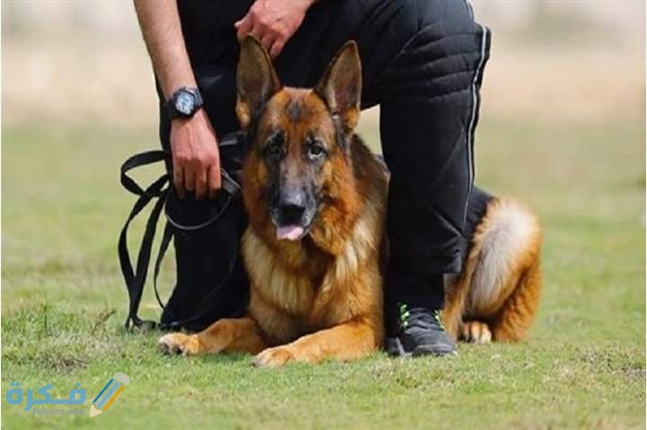 حكم تربية الكلاب في المنزل و مخالطته للإنسان ومن المسموح له باقتنائه