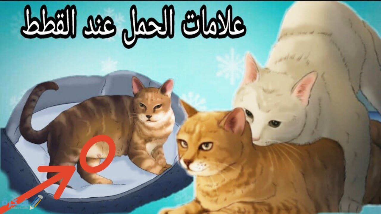 علامات الحمل عند القطط