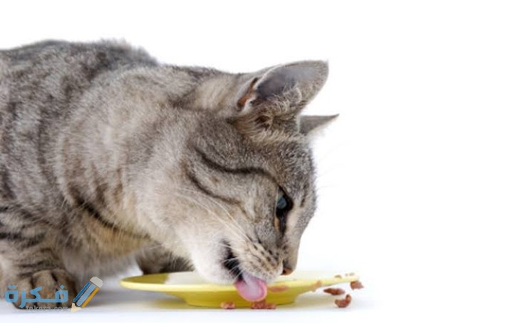 IMG ٢٠٢١٠٢١٠ ٢٣٥٠٠٣