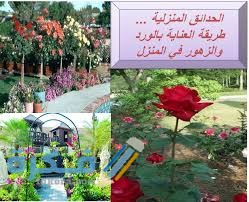 ري الورد وتسميده