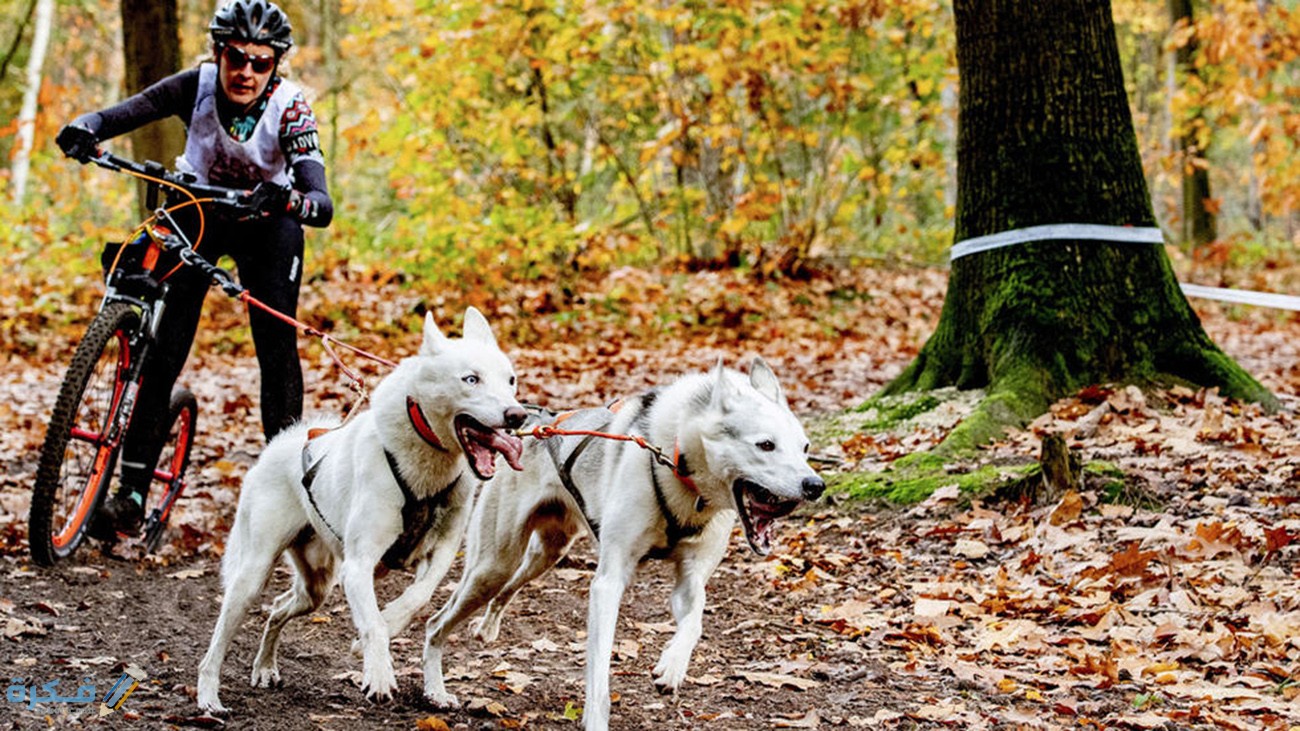 خصائص كلاب الصيد