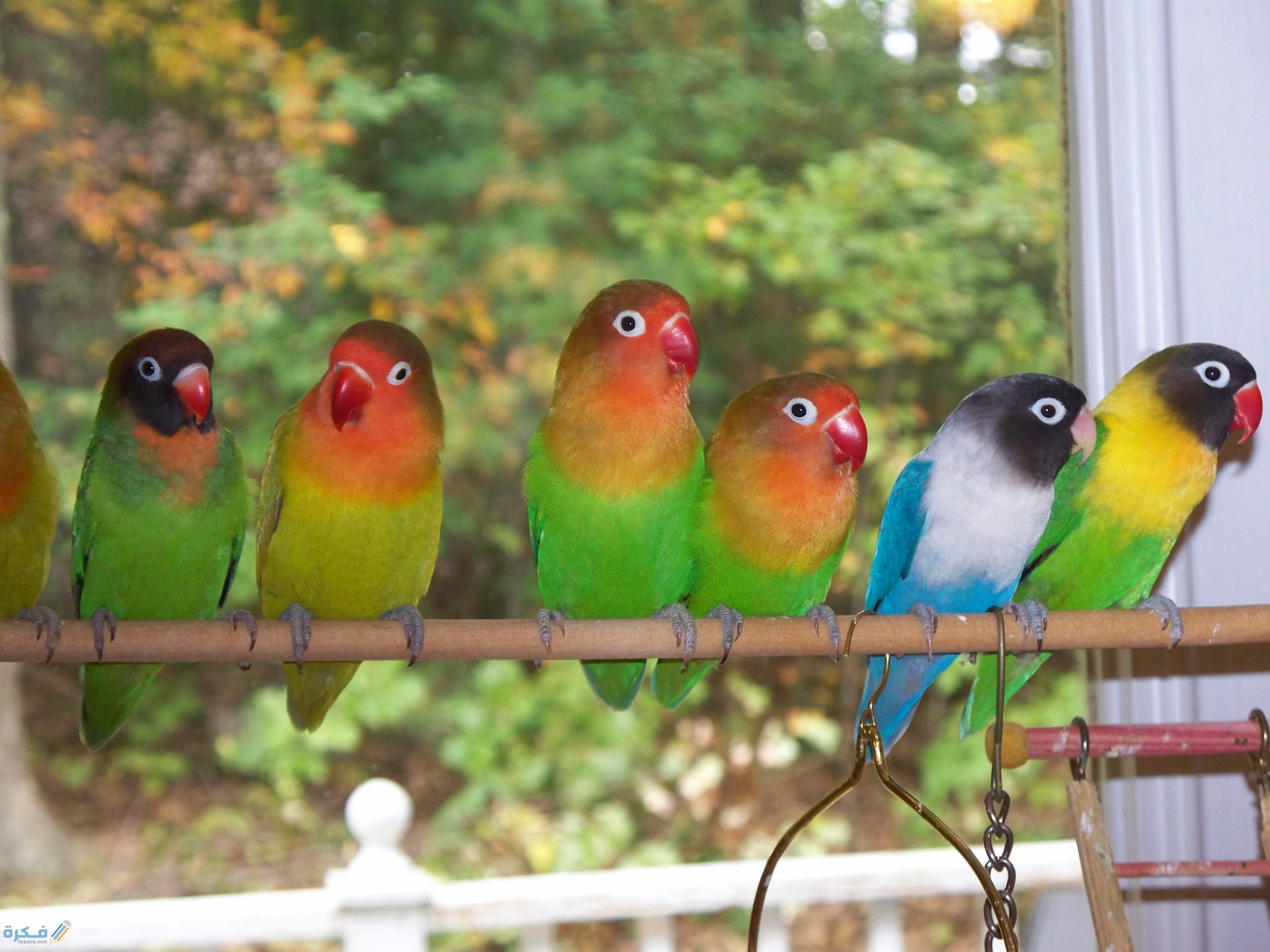 مراحل تكاثر العصافير