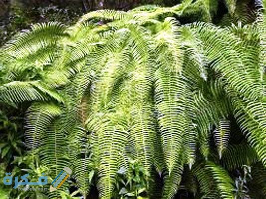 شرح خطوات تكاثر نبات الفوجير وطرق العناية به 2 التكاثر اللاجنسي للفوجيرا