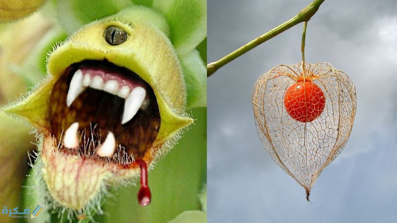 زهرة منقار البغبغاء