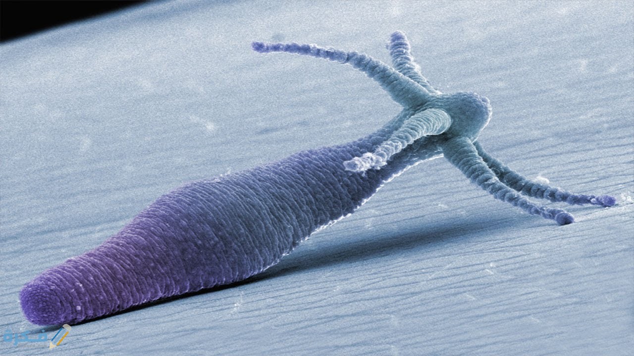 ما هو حيوان الهيدرا