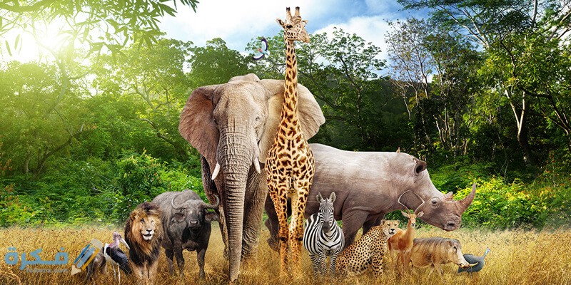 top 15 info about animal characteristics species