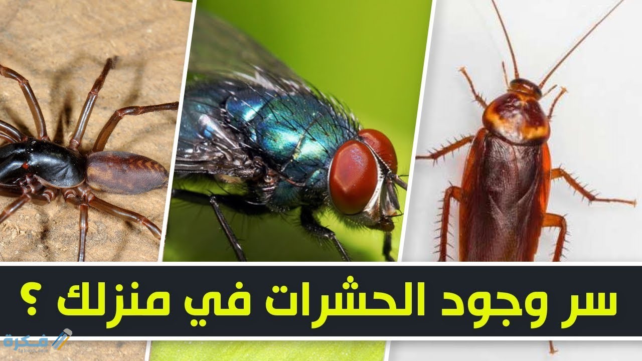 سبب وجود الحشرات في المنزل وشرح خطوات الوقاية منها 4 اضرار الحشرات في المنزل
