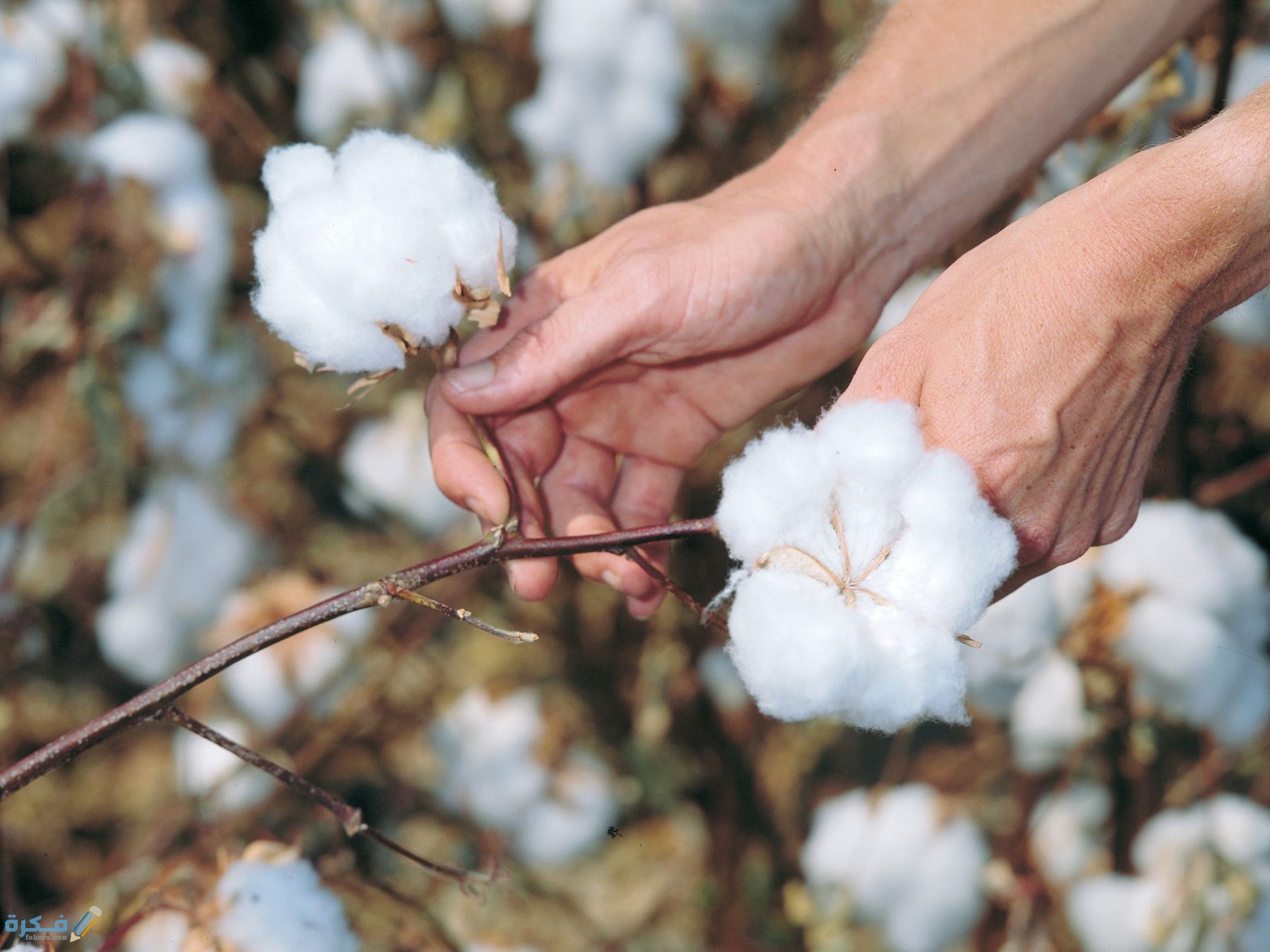 أكثر دولة إنتاجاً للقطن في العالم