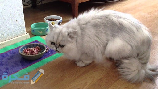 تغذية القطط الشيرازى