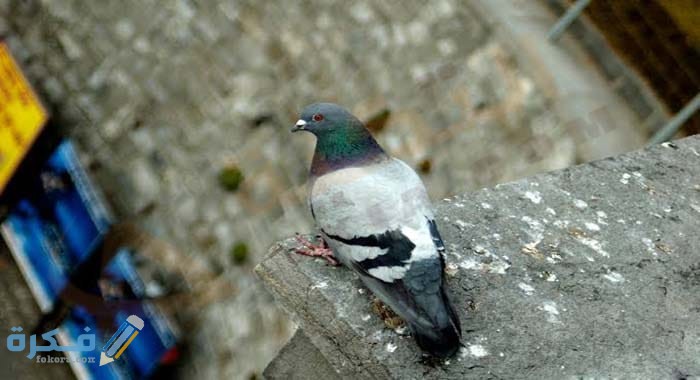 تفسير رؤية براز الطيور