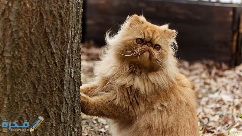 جميع المعلومات عن قطط الشيرازي وطعامها المفضل