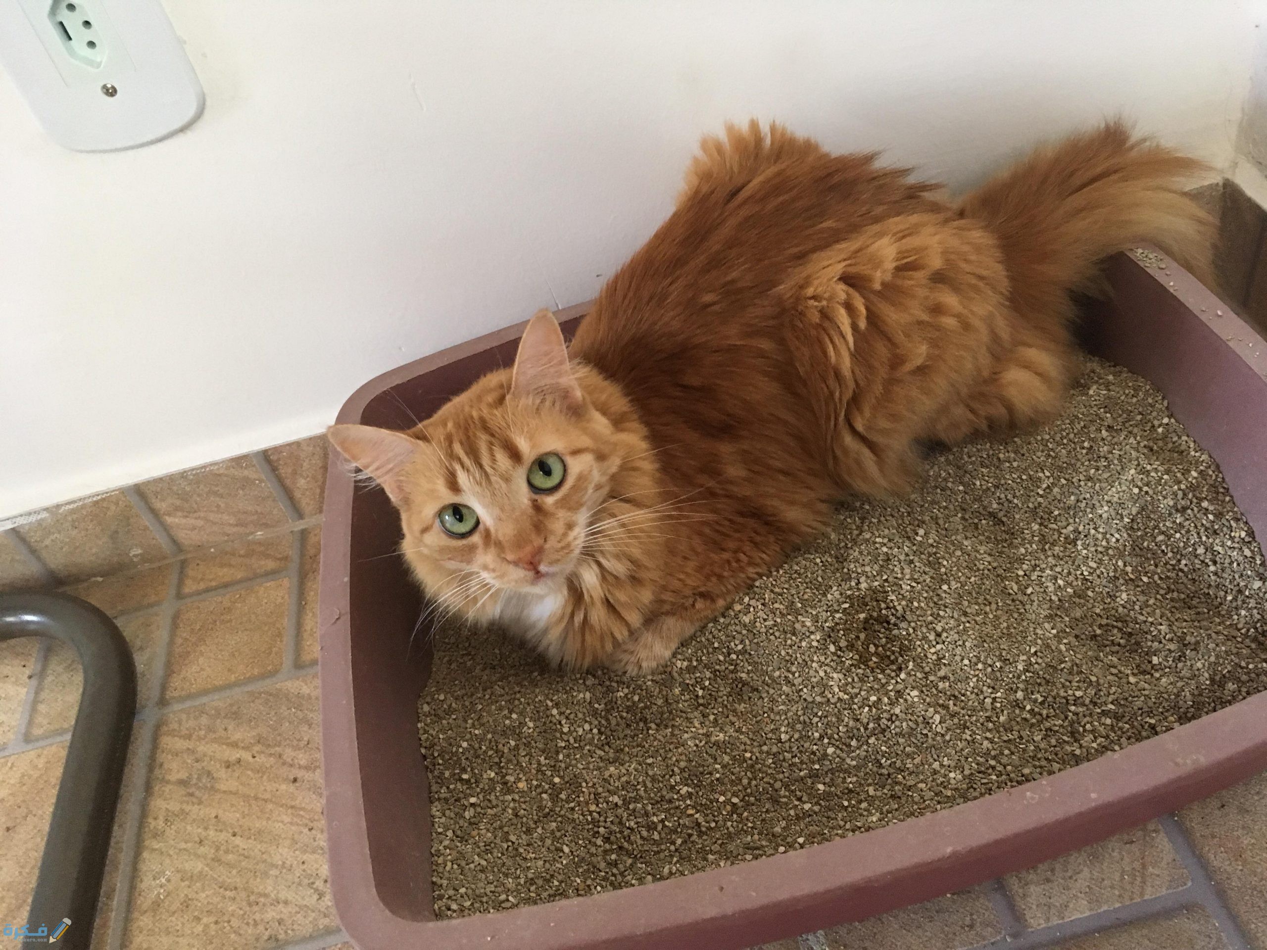 صندوق رمل القطط وطرق ملء الصندوق