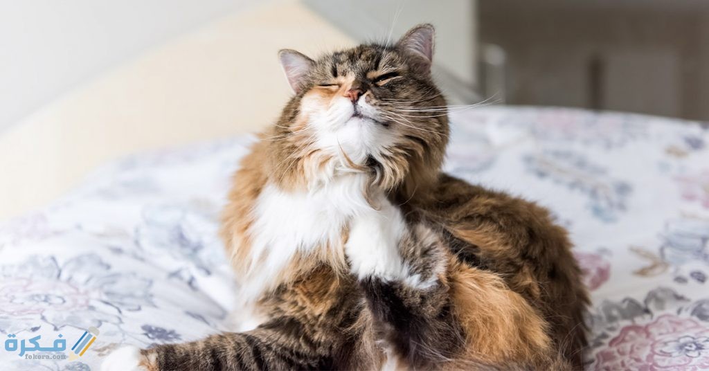 علاج براغيث القطط بالخل 1024x536 1