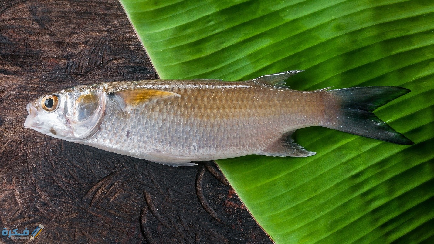 فوائد السمك البوري4 1