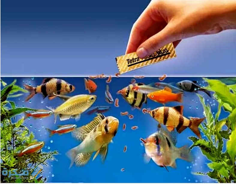 انواع طعام اسماك الزينة