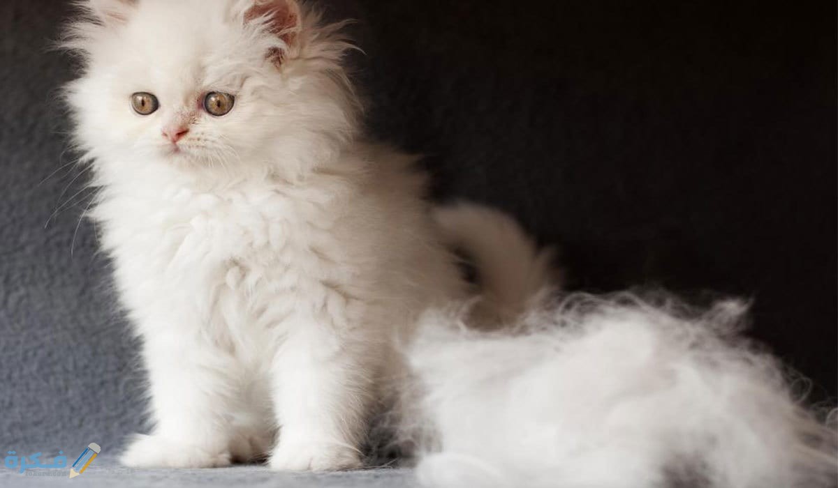 الامراض التى تسبب تساقط شعر القطط