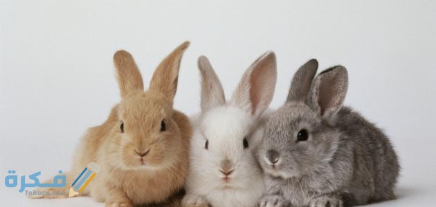 كيفية تكاثر الأرانب