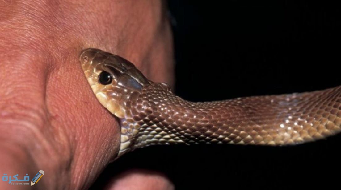 لدغة الثعبان في المنام