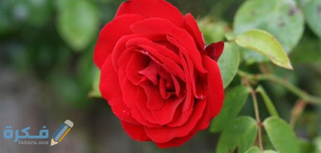 معلومات عن الورد الجوري