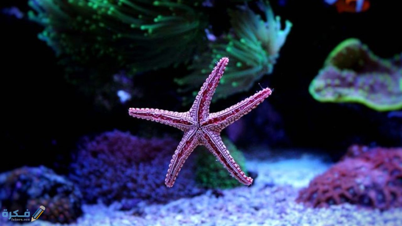 التكاثر الجنسي واللاجنسي