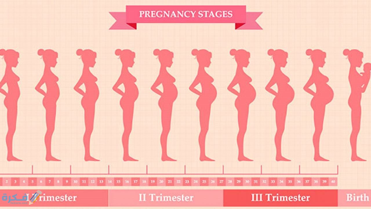 الاسبوع الثاني عشر من الحمل اي شهر واهم الاشياء في هذا الاسبوع 7 اعراض الحمل في الاسبوع الثاني عشر