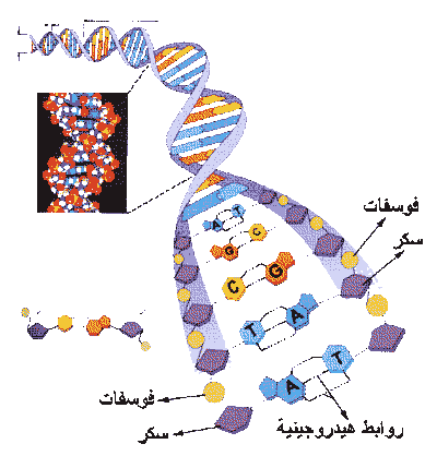 صف كيف تحدث عملية تضاعف dna 5