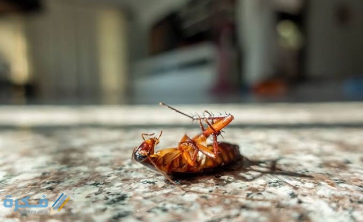 IMG ٢٠٢١٠٣٠٥ ٢٣٤٣٥٠