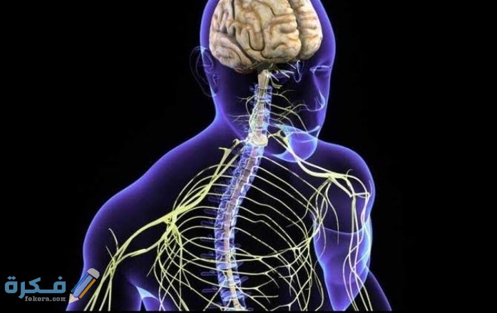 قارن كيف يشبه الجهاز العصبي الانترنت من حيث كونه شبكة اتصالات احياء 2 ثانوى، 3 قارن كيف يشبه الجهاز العصبي الانترنت من حيث كونه شبكة اتصالات احياء 2 ثانوى،